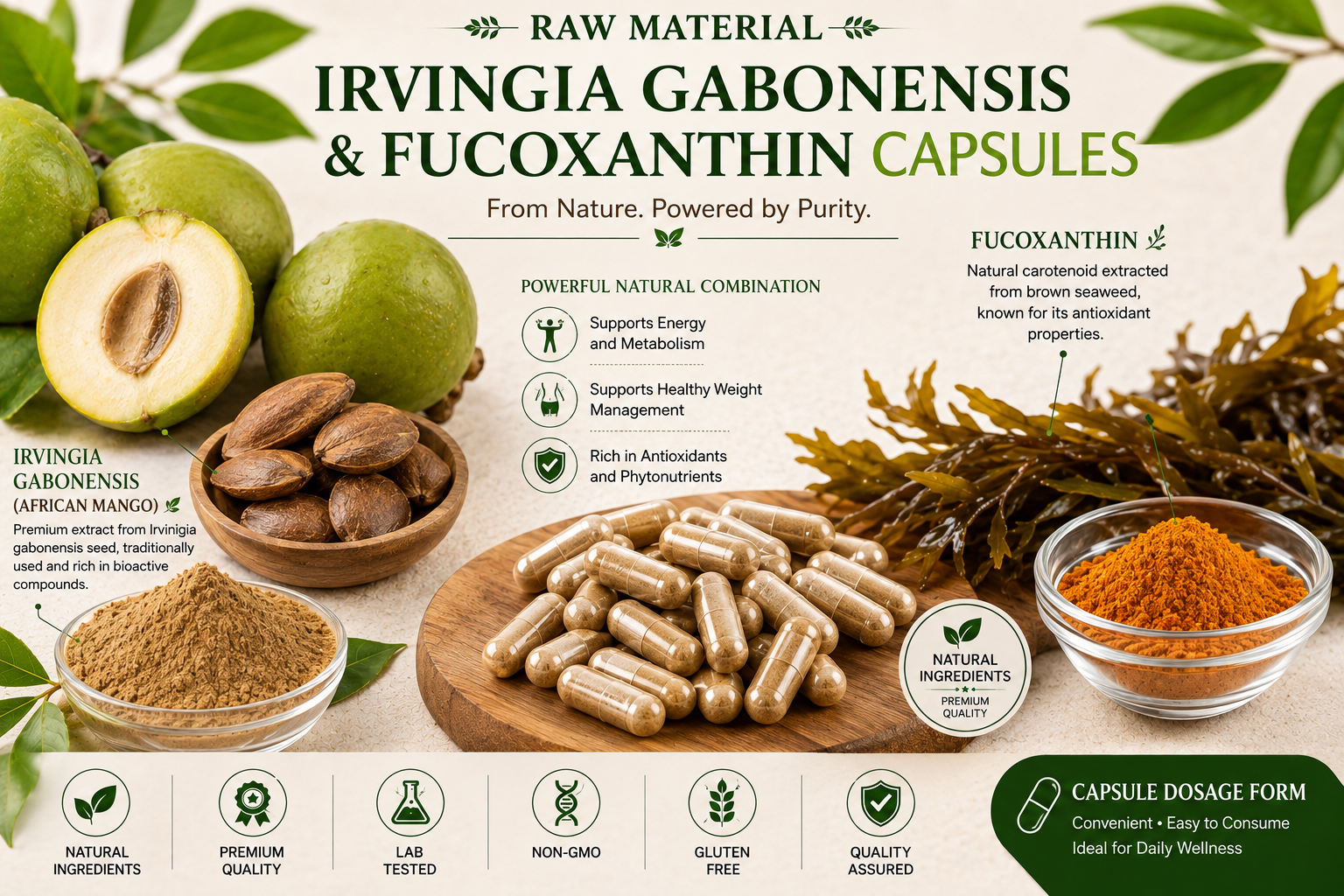 Irvingia Gabonensis & Fucoxanthin Capsules Manufacturer & Supplier in India | MEDIOCON INC — Mediocon Inc