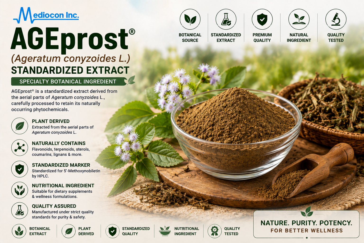 AGEprost® (Ageratum conyzoides L. Standardized Extract) Manufacturer & Supplier in India | MEDIOCON INC — Mediocon Inc