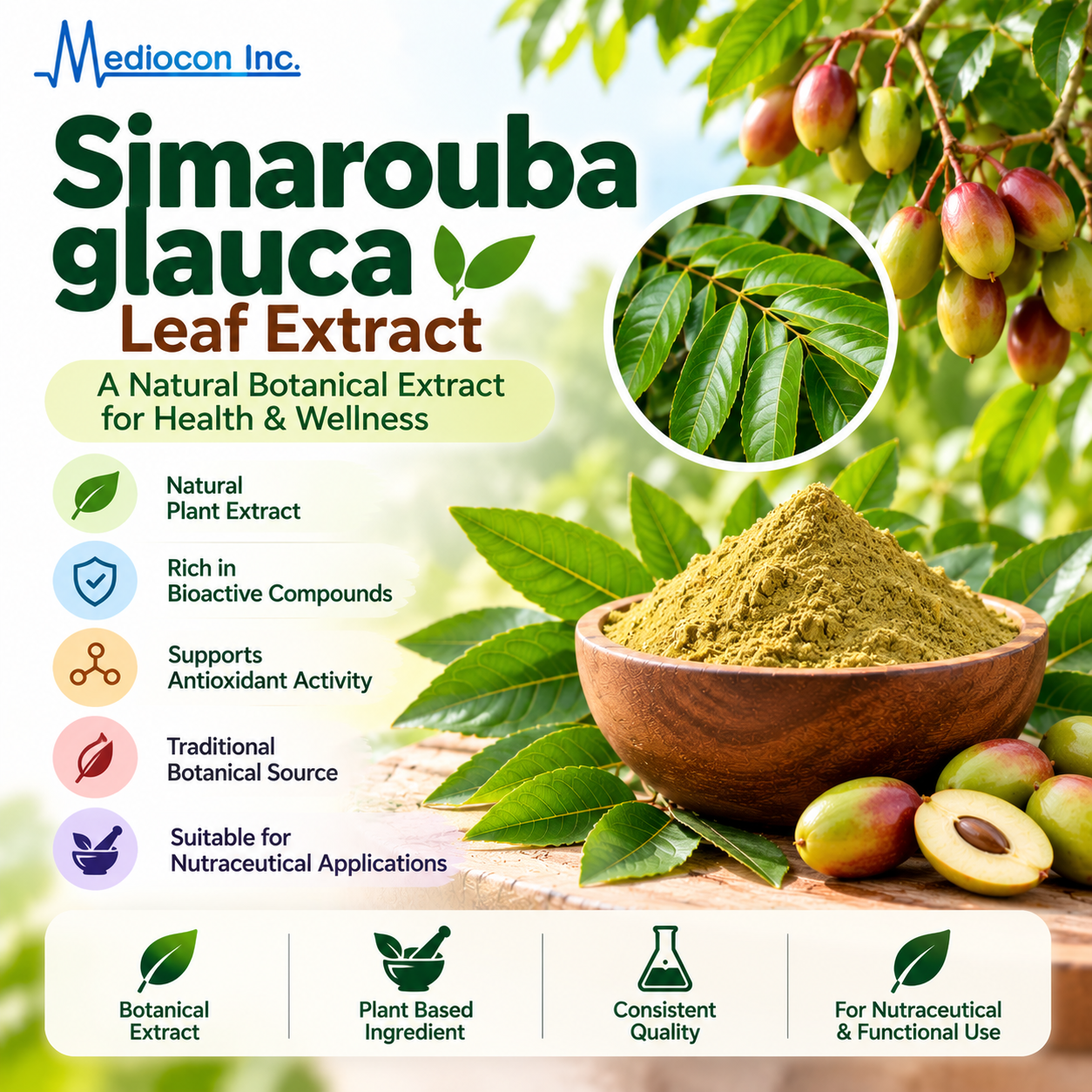 Simarouba glauca Leaf Extract Manufacturer in India | Mediocon Inc. — Mediocon Inc