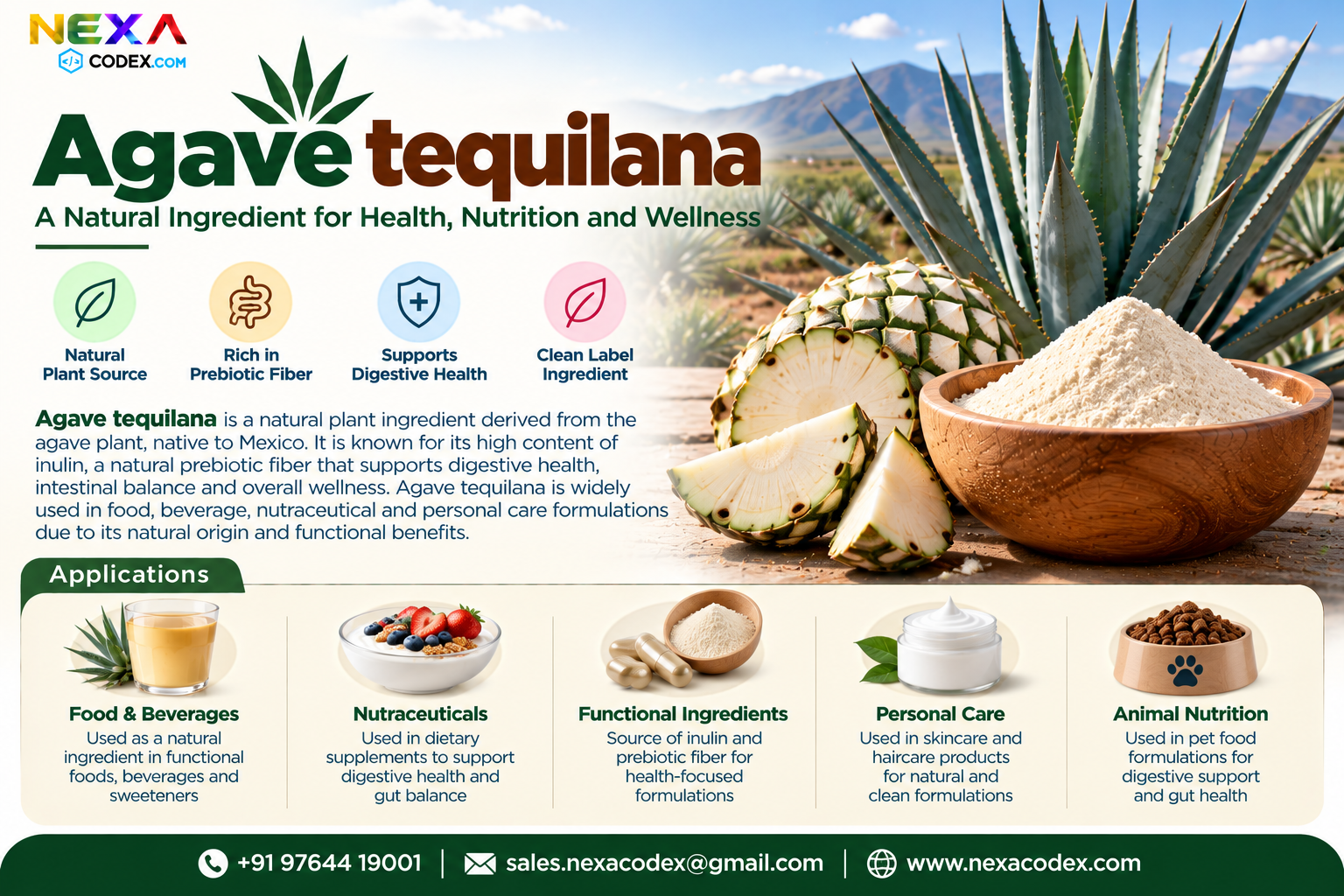 Agave tequilana Manufacturer in India | Mediocon Inc. — Mediocon Inc