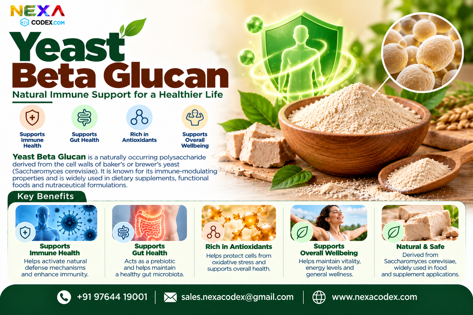 Yeast Beta Glucan Manufacturer in India | Mediocon Inc. — Mediocon Inc