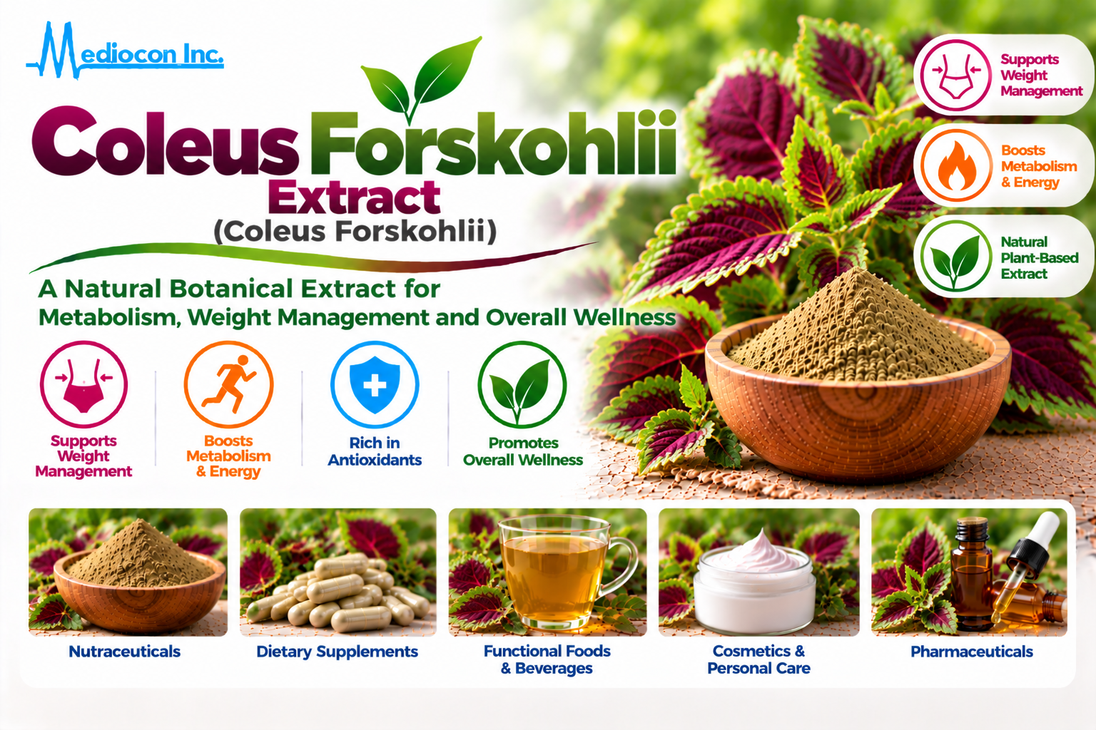 Coleus Forskohlii Extract (Coleus forskohlii) Manufacturer in India | Mediocon Inc. — Mediocon Inc