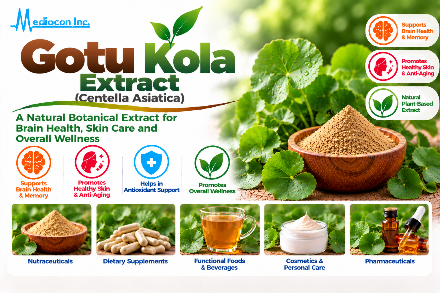 Gotu Kola Extract (Centella asiatica) Manufacturer in India | Mediocon Inc. — Mediocon Inc