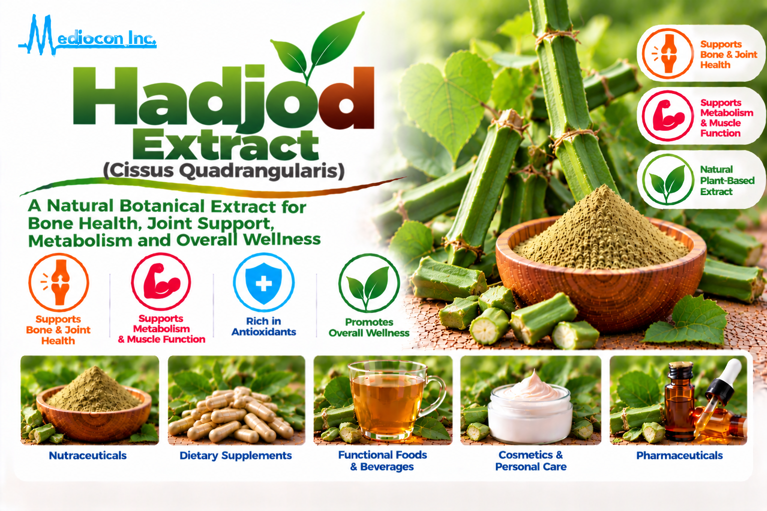 Hadjod Extract (Cissus quadrangularis) Manufacturer in India | Mediocon Inc. — Mediocon Inc