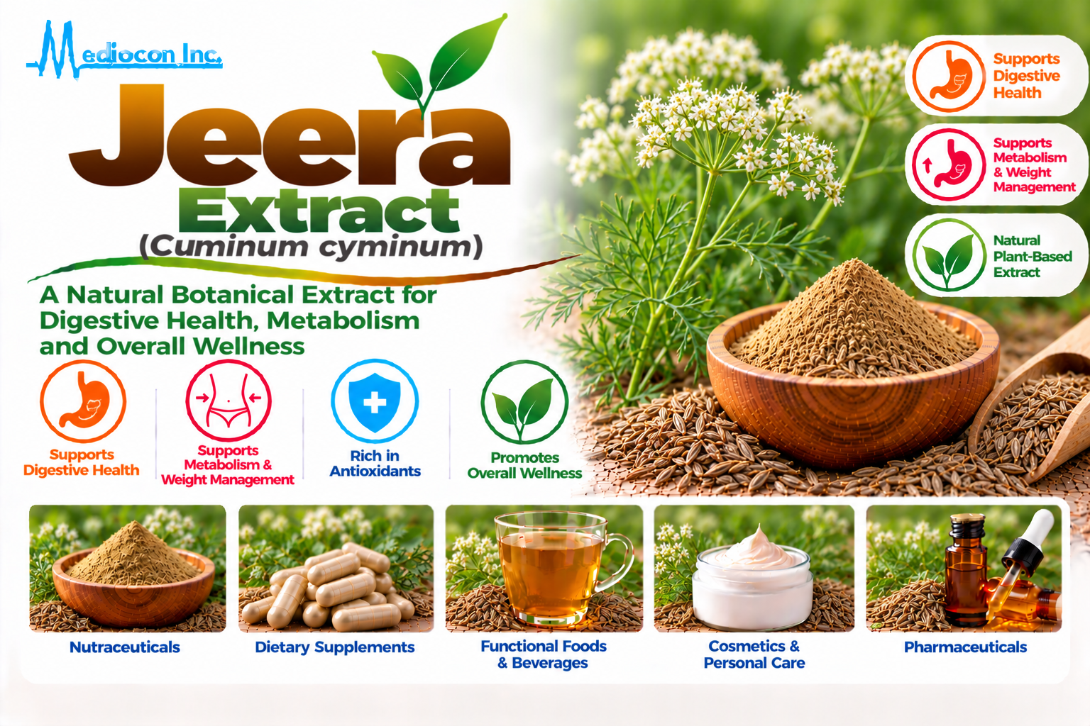 Jeera Extract (Cuminum cyminum) Manufacturer in India | Mediocon Inc. — Mediocon Inc