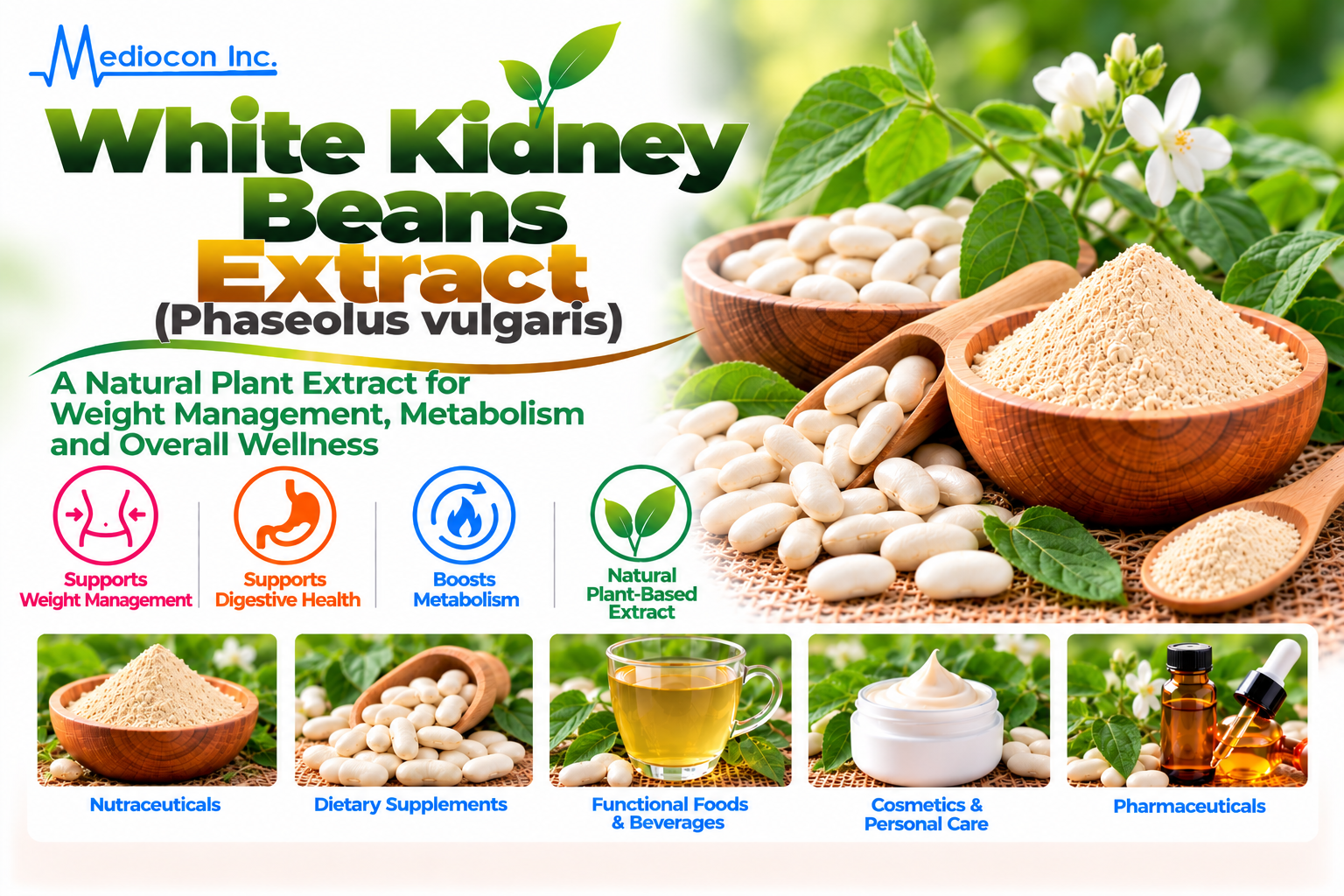 White Kidney Beans Extract (Phaseolus vulgaris) Manufacturer in India — Mediocon Inc