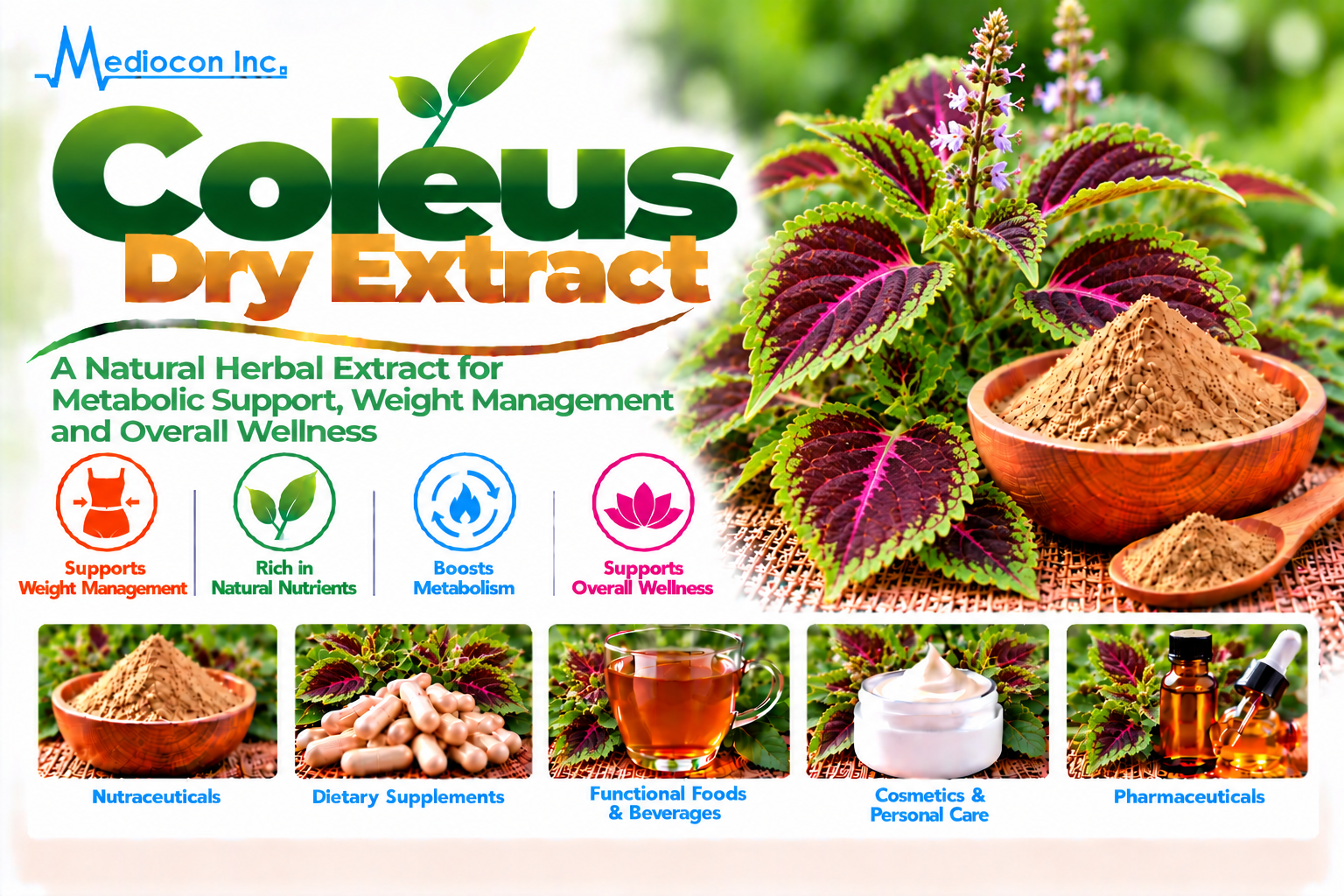 Coleus Dry Extract Manufacturer in India | Mediocon Inc. — Mediocon Inc